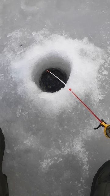 Самая хитрая РЫБА в мире 🌍 ! #fishing #рыбалка #реки #приро?