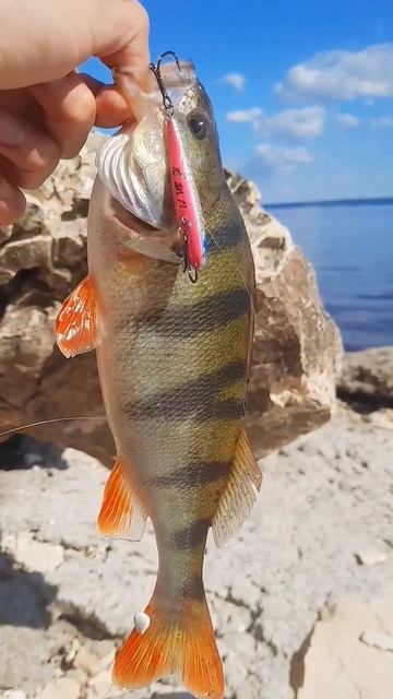 Он сделал мою рыбалку🤩 #рыбалка #рыба #salmo #luckyjohn #lj #fishin