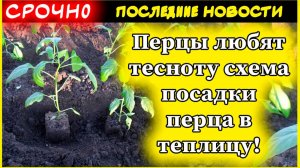 Перцы любят тесноту схема посадки перца в теплицу