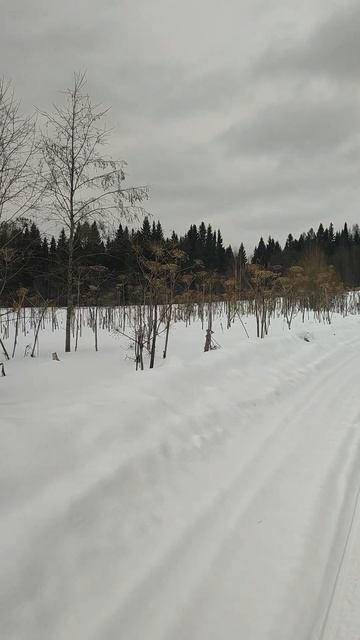 Борщевик захватывает территории