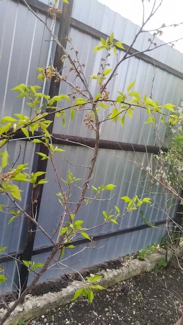 Куча абрикосов. Абрикосы на Урале. Первый год ждем урожай. #абрикос #садоводничество #дача #garden