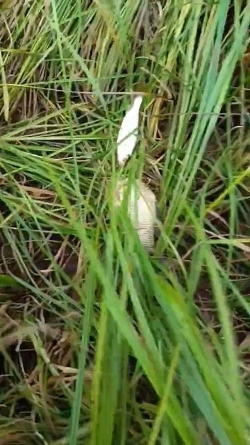 Рыбалка 🎣 на озере Антоново в Тюменском районе #рыбал