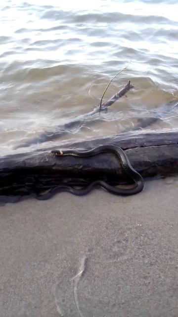 Зейка Ужик на Обском водохранилище смотреть онлайн
