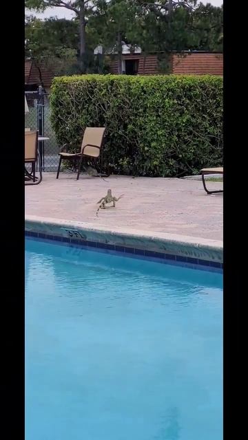 Жизнь в Америке. Змеи и Игуаны смотреть онлайн