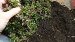 ОБРИЕТА, черенкование ,февраль /растёт в ГОРШКЕ