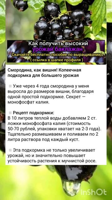 не дорогие удобрения для хорошего урожая смородины.