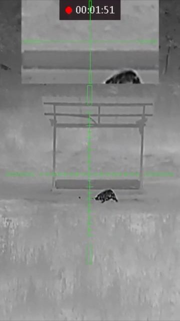 Выстрел с тепловизионного прицела Arkon Alfa HT50. Blaser R8, .243 win, 73 метра. смотреть онлайн