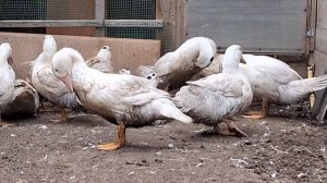 Выращивание Мулардов и СК 6 от А до Я. Чем кормить и про?