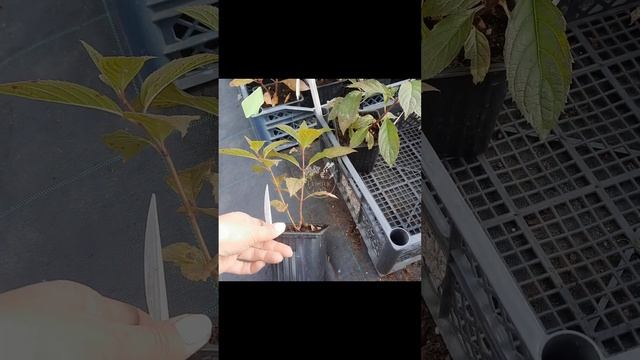 Про пушистые саженцы гортензии.. смотреть онлайн