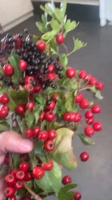 Бузина и боярышник