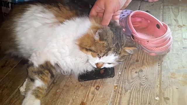 Котик Эндер Ест Котовник Кошачий [13] смотреть онлайн