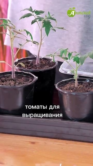 Сеем в марте! #антоновсад #календарьпосадки #посевсемя смотреть онлайн