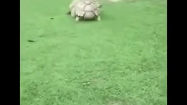 Веселые друзья