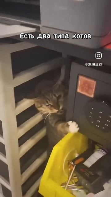 Два разных типа кошек/людей #прикол #lol #кот #funny #cat #чт13:2 смотреть онлайн