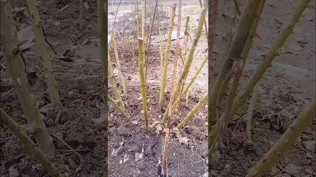 #15. В марте, апреле - розы и другие растения сада нуждаю? смотреть онлайн