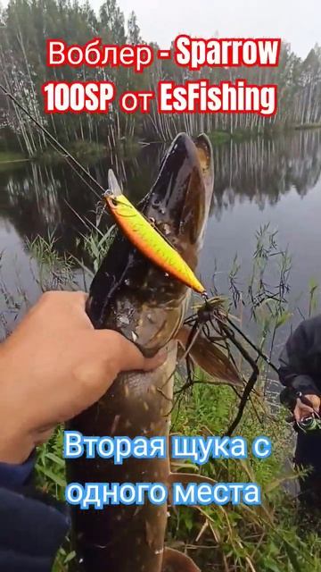 Щука на китайский воблер. #рыбалка #fishing #esfishing смотреть онлайн