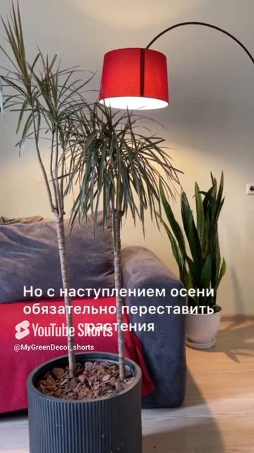 Куда ставить драцену и сансевьеру #драцена #сансевьер? смотреть онлайн