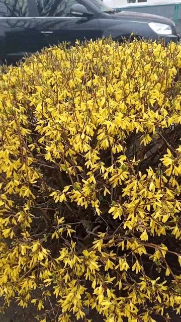 #phonk   #весна2025   #красивоцветет. #природа. #клумбы