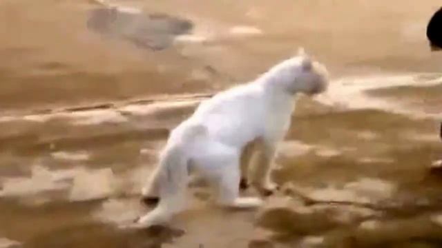 ПРИКОЛЬНЫЕ КОШКИ. САМОЕ СМЕШНОЕ смотреть онлайн