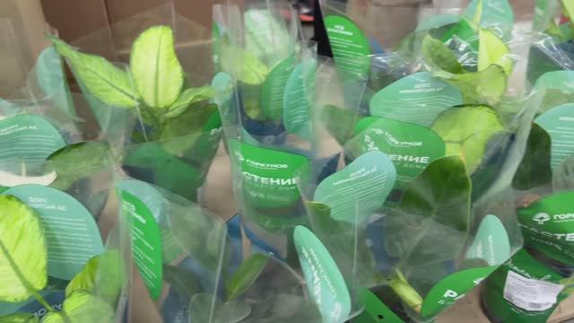 Светофор 🚦РАДУЕТ как никогда! В этот раз просто ЗАВАЛЫ товаров и ИЗОБИЛИЕ всего🔥 смотреть онлайн