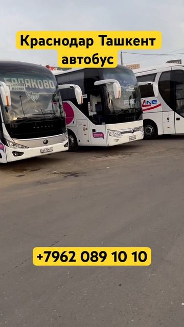 Краснодар Ташкент автобус#ростов #саратов #волгоград # смотреть онлайн
