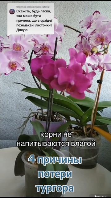 Мягкие листья - горе в семье. #orchid #орхидеи #пересадкаор смотреть онлайн