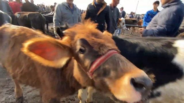 НАРХИ ГНОЧИНО ВА МОЛИ МАЙДА НАРХИ БОЗОР 2022 9 ноября смотреть онлайн