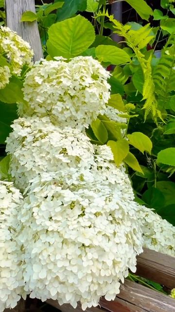 Древовидная гортензия #белгородскаяобласть #жизньвде смотреть онлайн