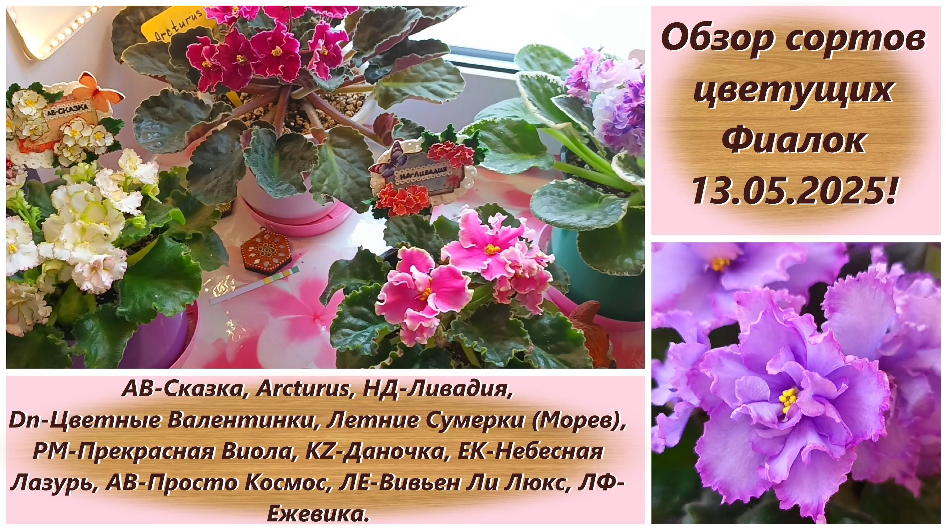 Обзор сортов цветущих Фиалок 13.05.2025! смотреть онлайн