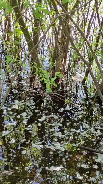 Плотва нерестится. смотреть онлайн