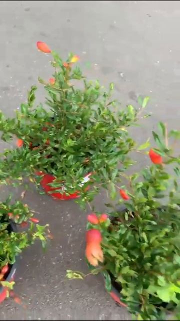 Гранат-1500₽(Москва)+79361261464 смотреть онлайн