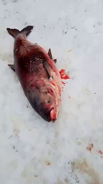 Рыбалка.Река Тура.57 кг. #река смотреть онлайн