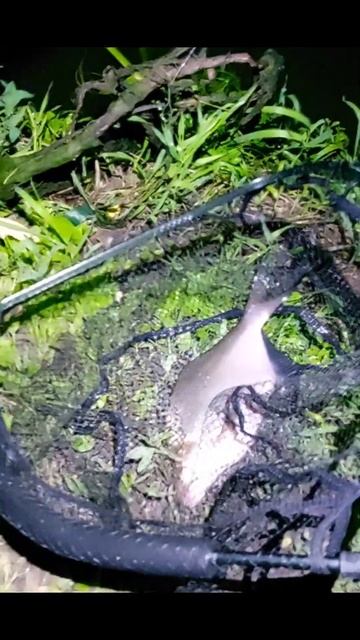 Ночная рыбалка #fishing #рыбалкавидео #рыбалка #рыбалкано?