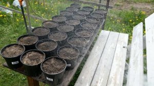 Как вырастить глицинию из семян