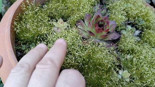 Помогите определить растение! смотреть онлайн