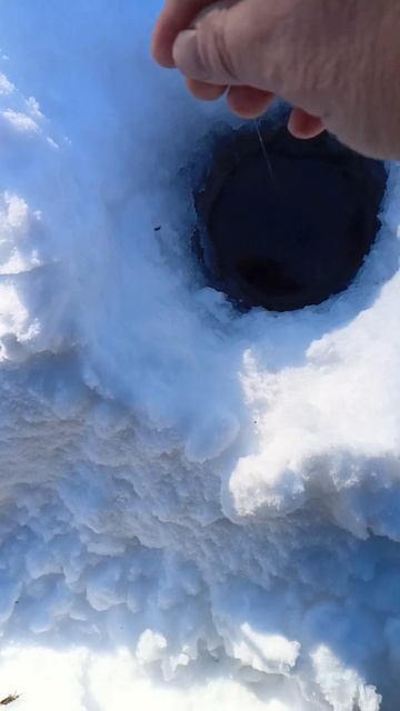 Зимняя рыбалка на комбайны. Ловля крупного обского че? смотреть онлайн