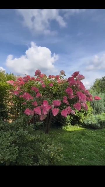 Красивый куст гортензии #сад смотреть онлайн