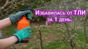 Вся Тля осыпится если обработать народным средством. Мой опыт в борьбе с тлей