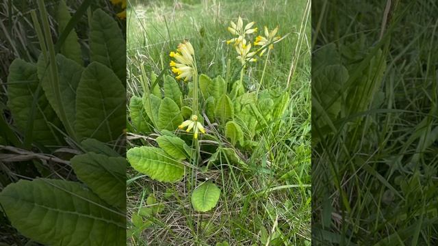 ВЕСЕННИЕ ЦВЕТЫ смотреть онлайн