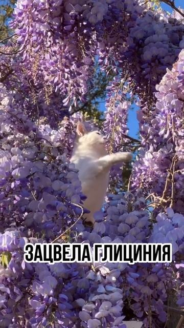 Зацвела глициния в Сочи ❤️ #весна #цветы #красотавсоч?