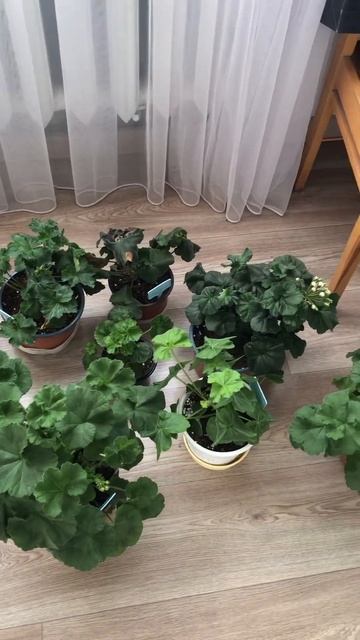 Сортовые пеларгонии . смотреть онлайн
