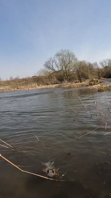 Крупный голавль на перекате! смотреть онлайн