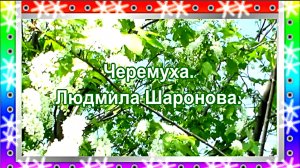 Черемуха. Людмила Шаронова.