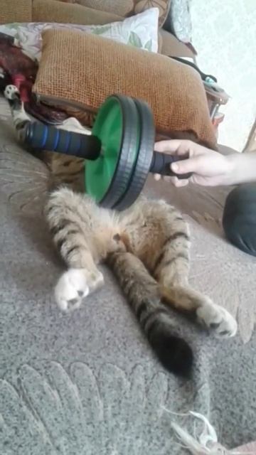 массажёр для кота #sorts #cat #милота #kitten #пушистики #котик? смотреть онлайн