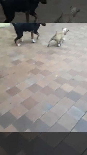 Сам не ем и не кому не дам 🤣 смотреть онлайн