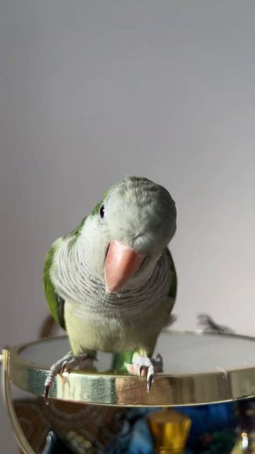 Киви #cat #parrot #quakerparrot #funnyparrot #cuteanimals #pets #birdtricks #talkingparrot смотреть онлайн