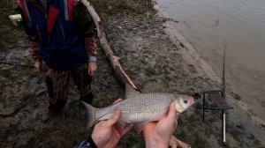 Рыбалка на донки. Раздача язя и леща на реке Иртыш