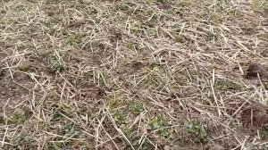 Сеем овес без вспашки и дисковки