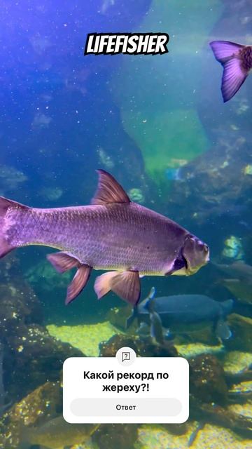 #lifefisher #жерех #рыбалка #шортс #рыба #спиннинг #fishing #ловл? смотреть онлайн