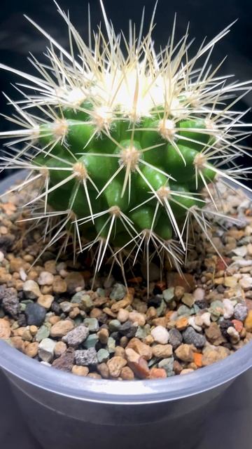 почему круглый смотреть онлайн